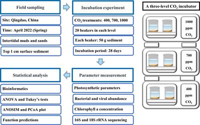 Ocean acidification alters the benthic biofilm communities in intertidal soft sediments